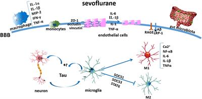 The Mechanisms of Sevoflurane-Induced Neuroinflammation
